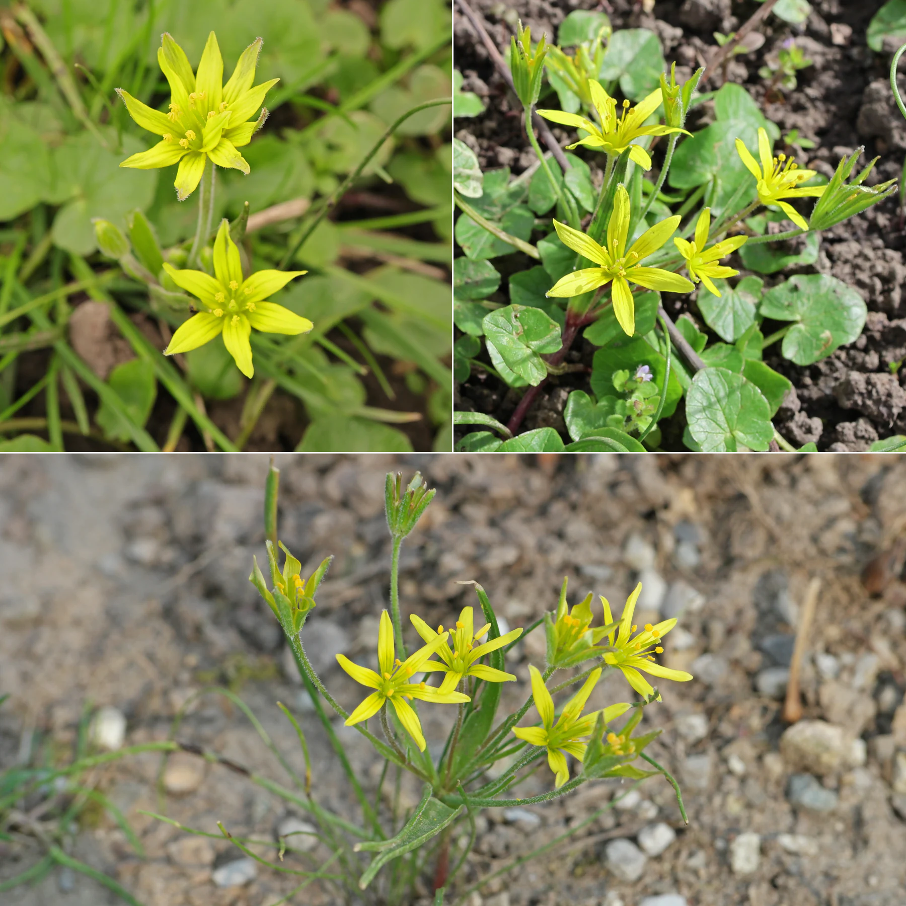 Acker Gelbstern Gagea villosa