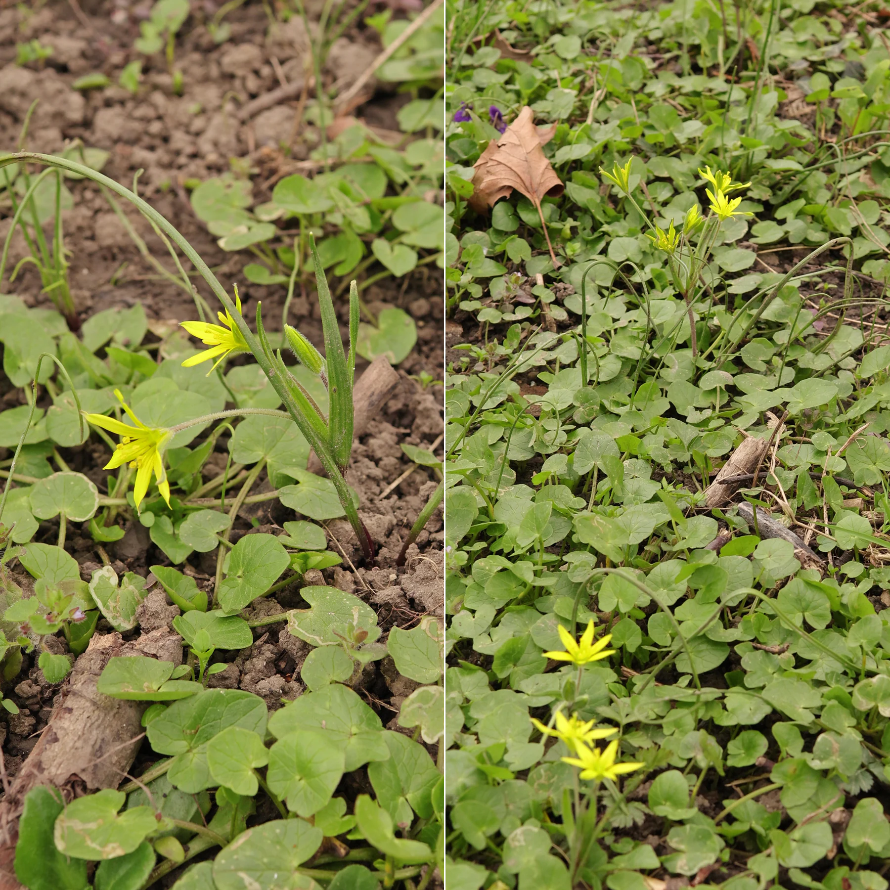 Acker Gelbstern und Scharbockskraut