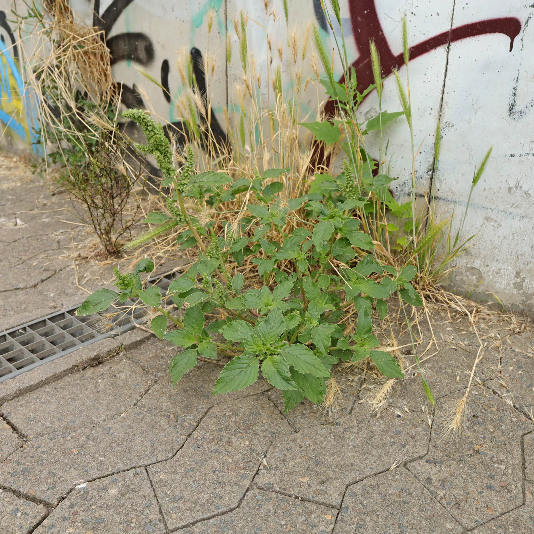 Amarant & Mäuse Gerste