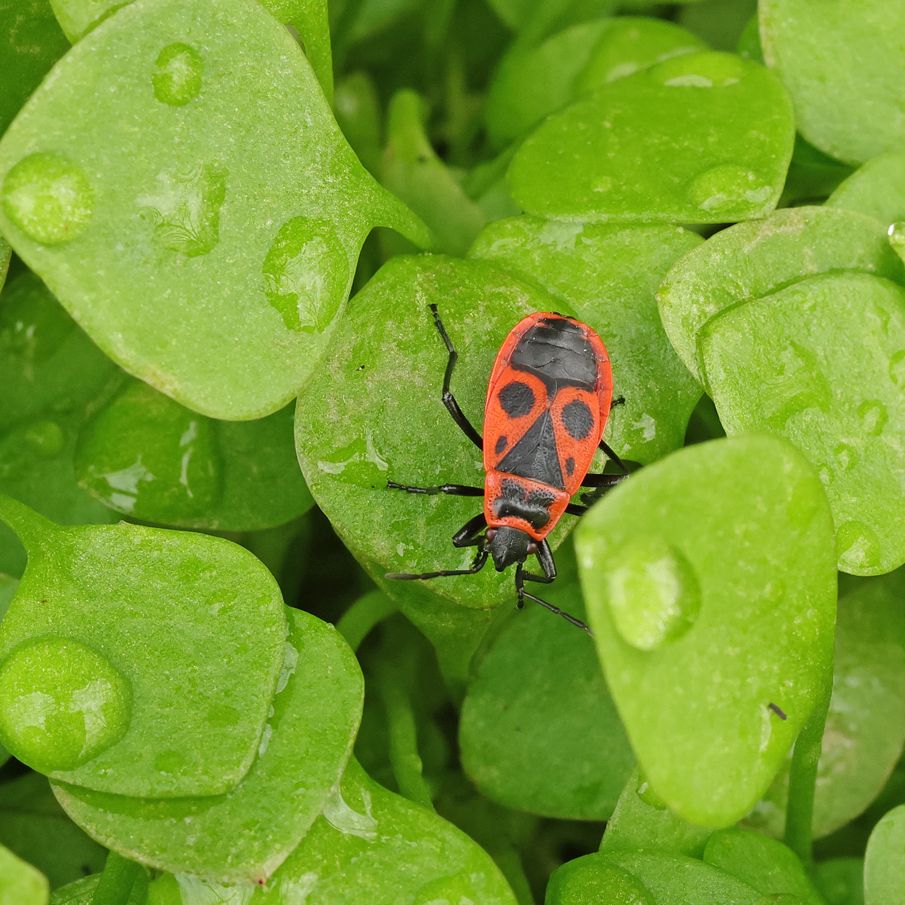 Feuerwanze auf Winter Portulak