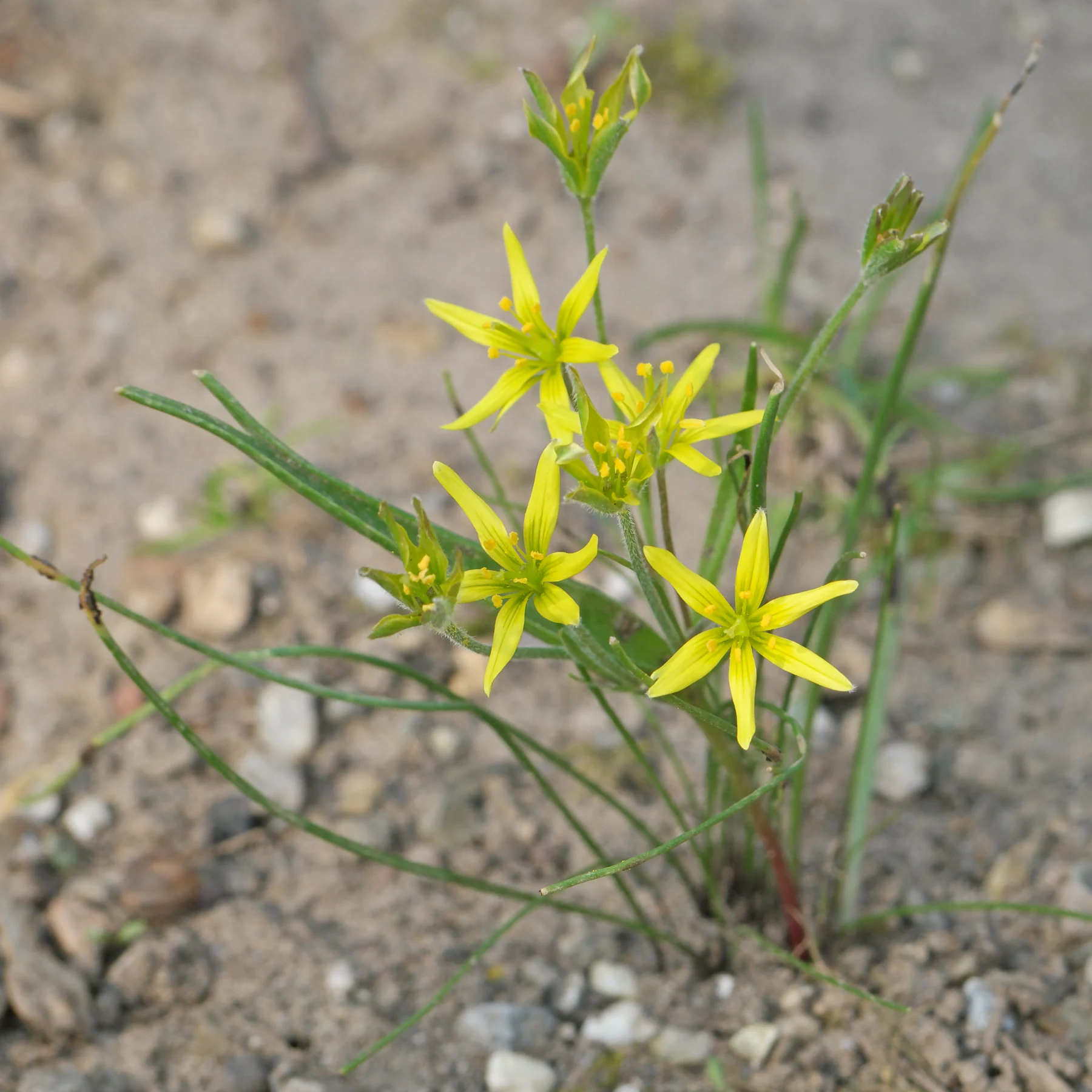 Gagea villosa Gelbstern
