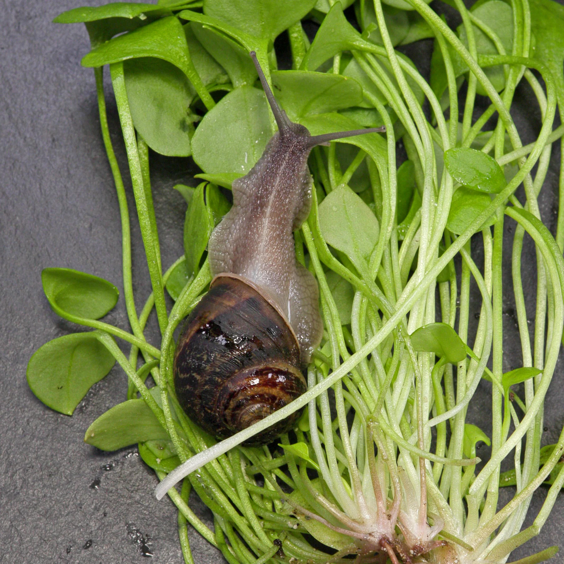 Gefleckte Weinbergschnecke auf Winter Portulak