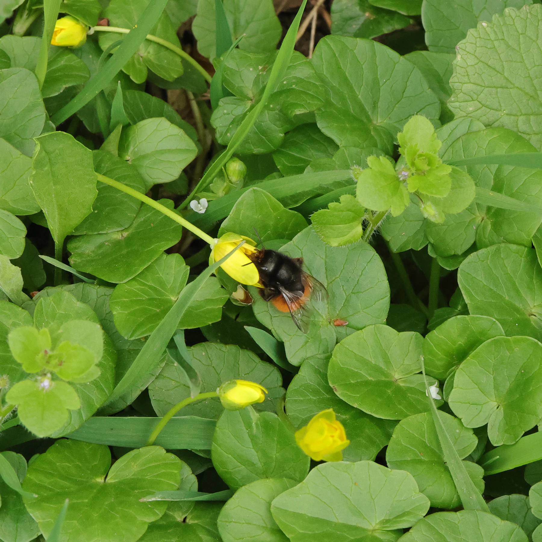 Gehörnte Mauerbiene bestäubt Scharbockskraut