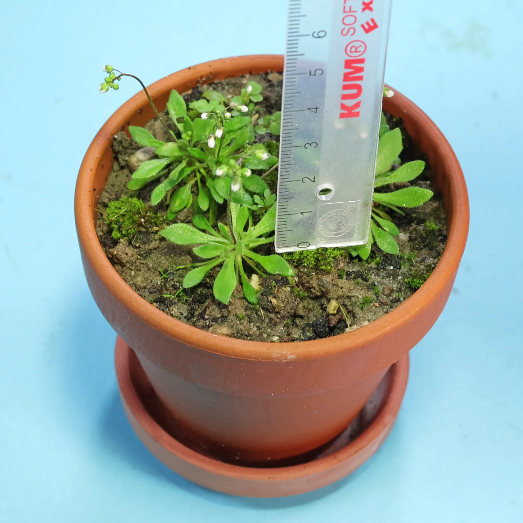 Hungerblümchen Größe