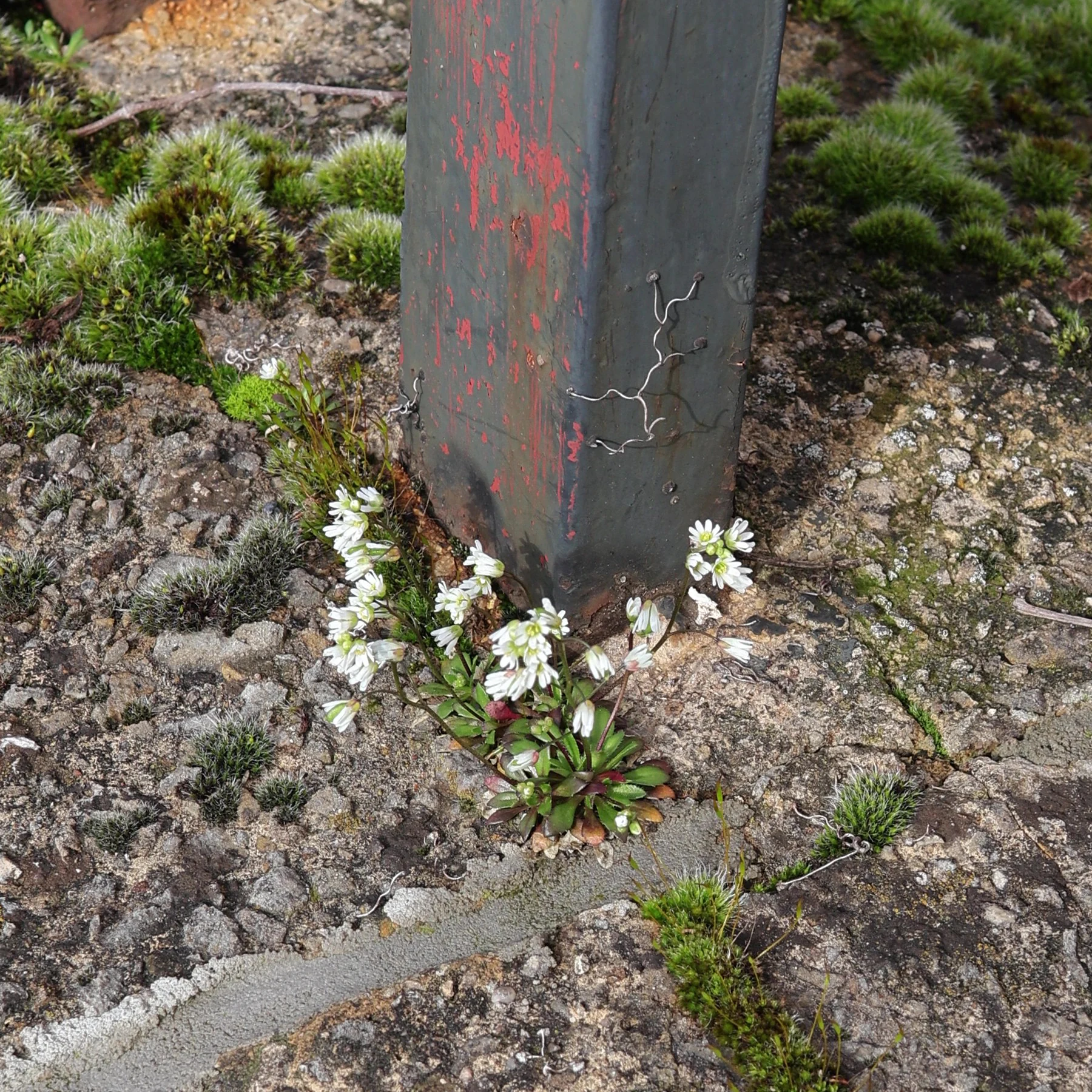 Hungerblümchen auf Mauer