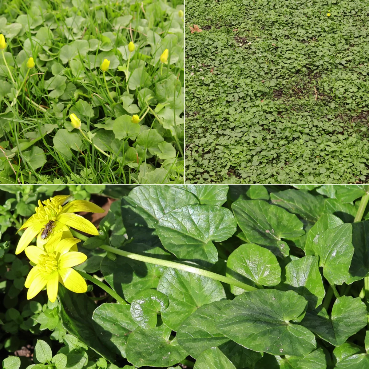 Scharbockskraut Ficaria verna