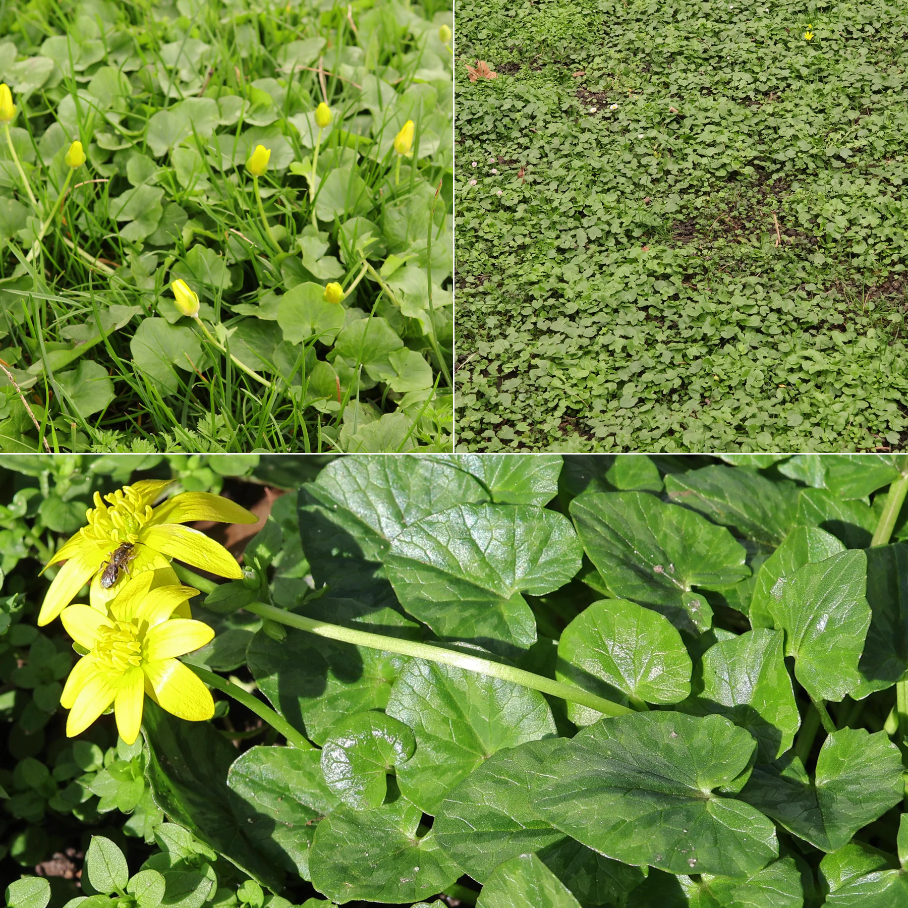 Scharbockskraut Ficaria verna