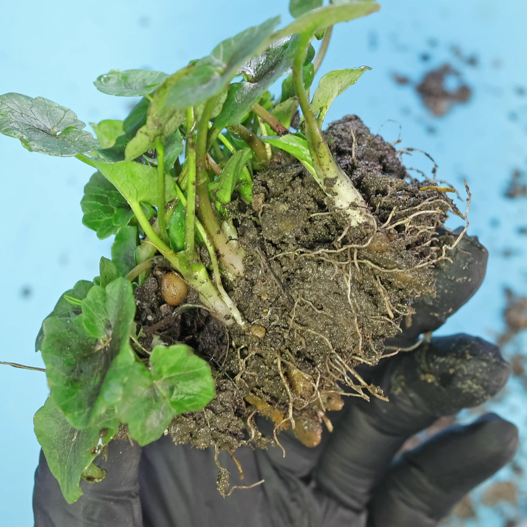 Scharbockskraut Wurzelknöllchen