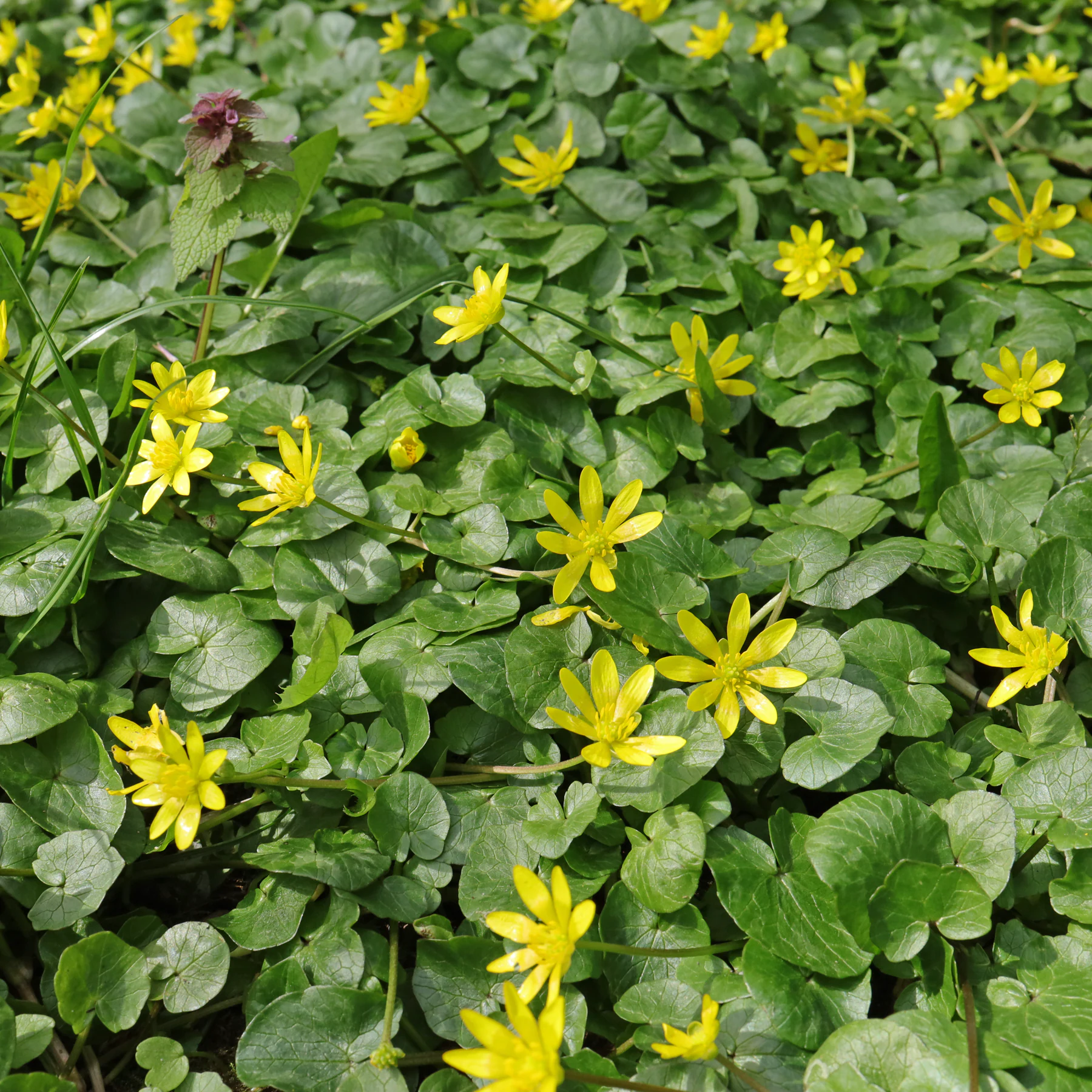 Scharbockskraut gelbe Blüten