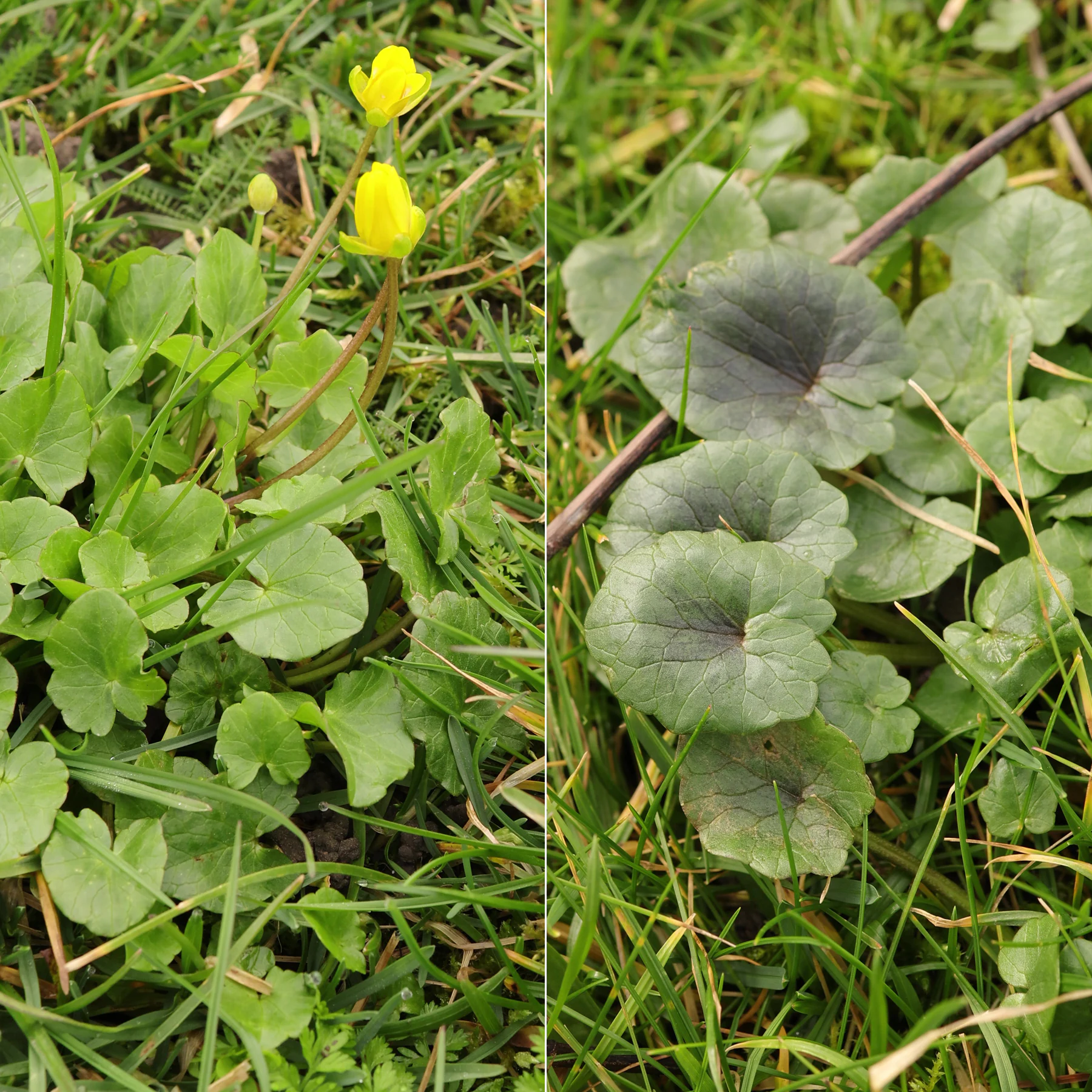 Scharbockskraut in Wiese