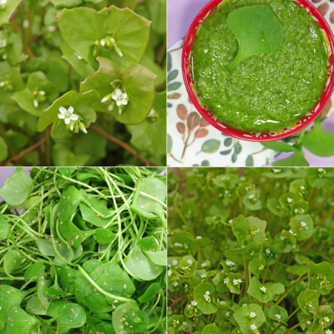 Tellerkraut Winter Portulak Claytonia