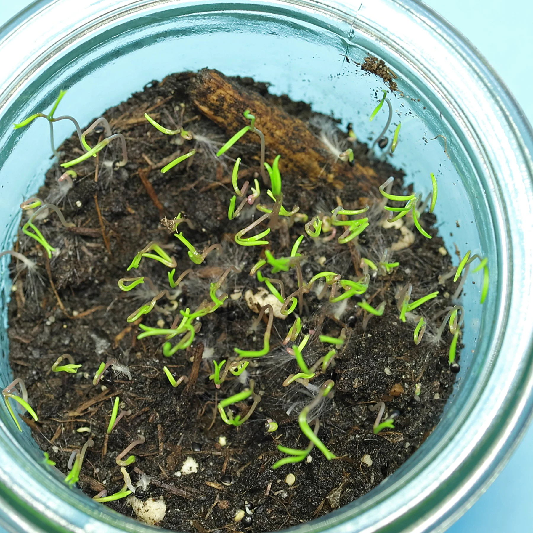 Winter Portulak Sämlinge