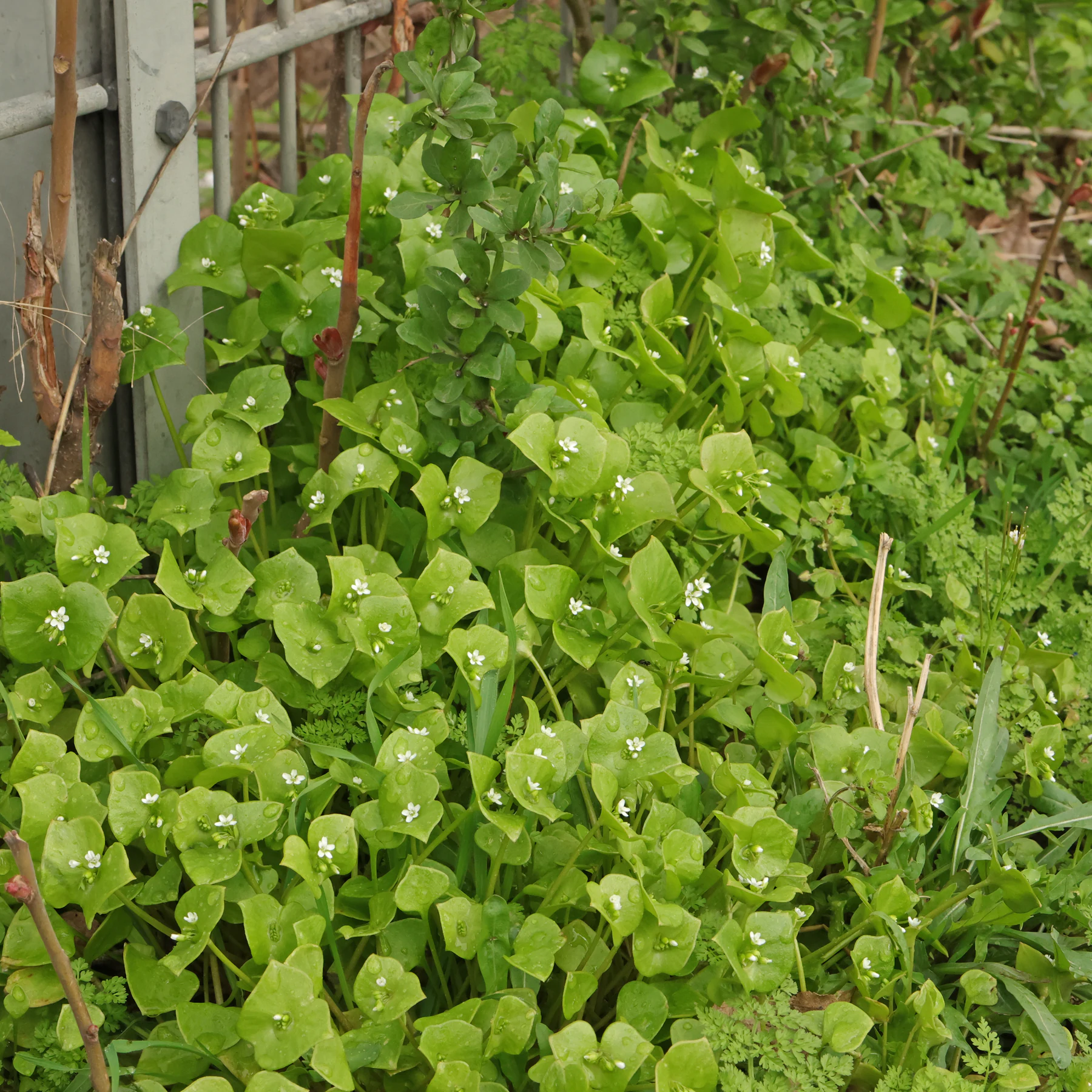 Winter Portulak als Bodendecker