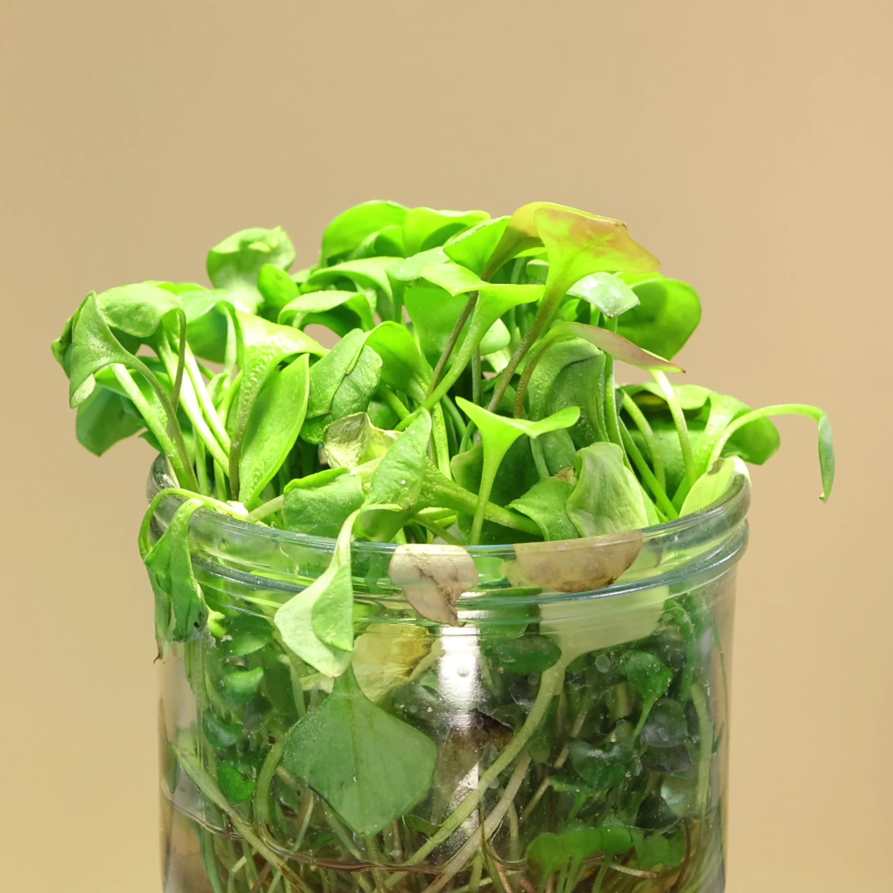 Winter Portulak in Wasserglas