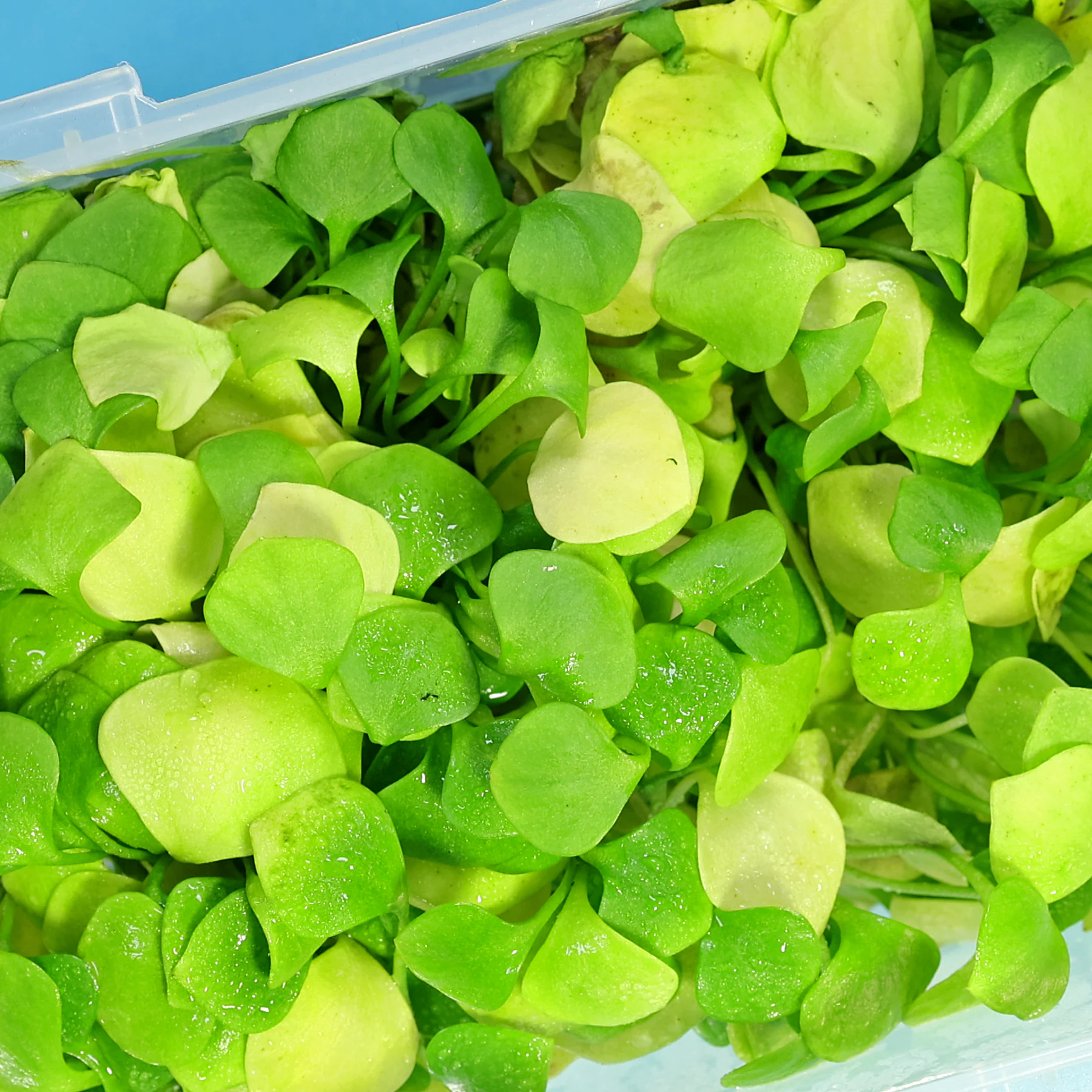 Winter Portulak lagern