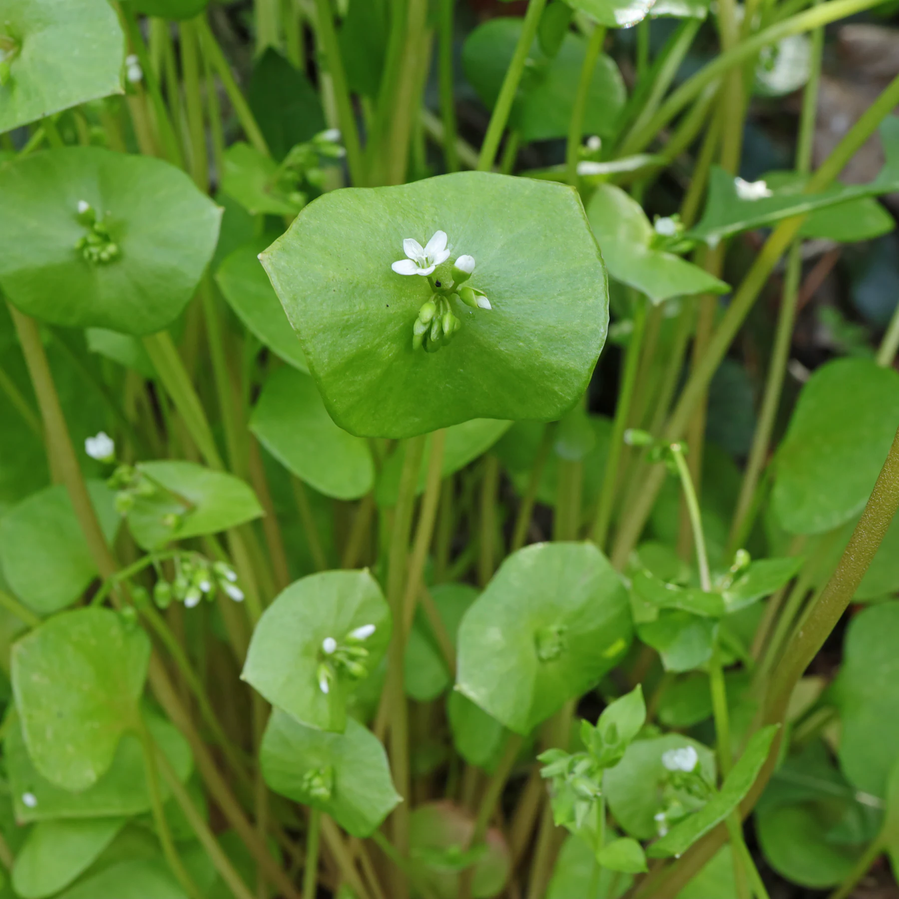 Winter Portulak perfoliate Blätter