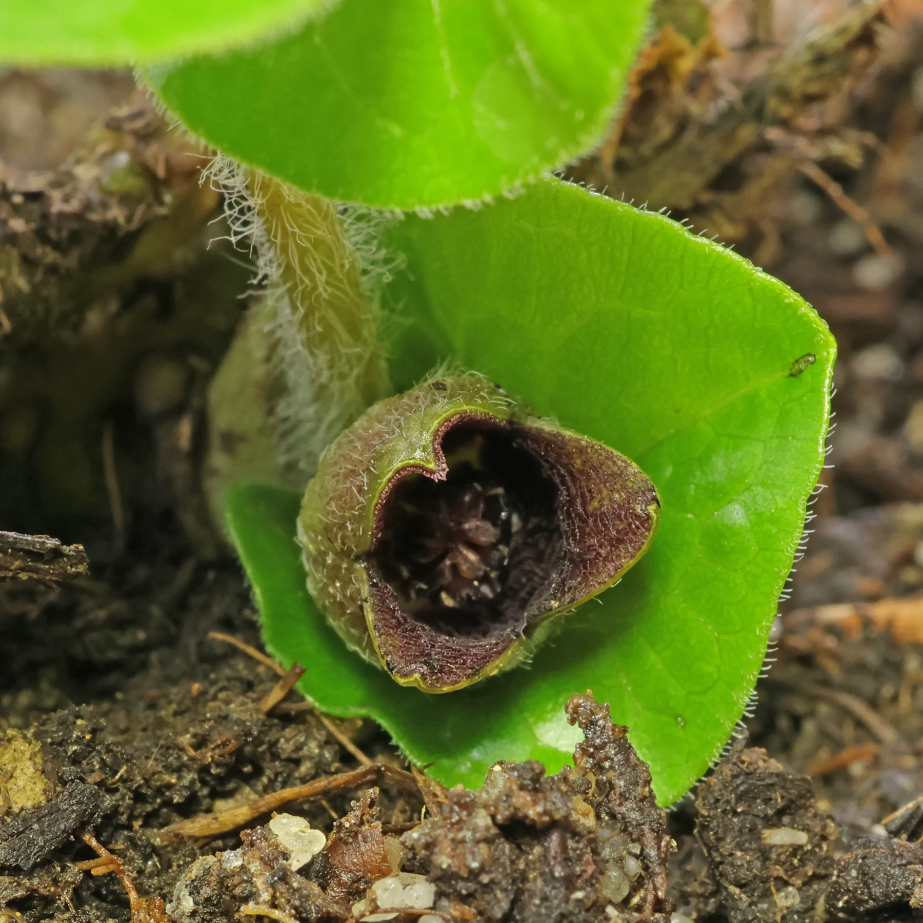 Haselwurz Asarum europaeum