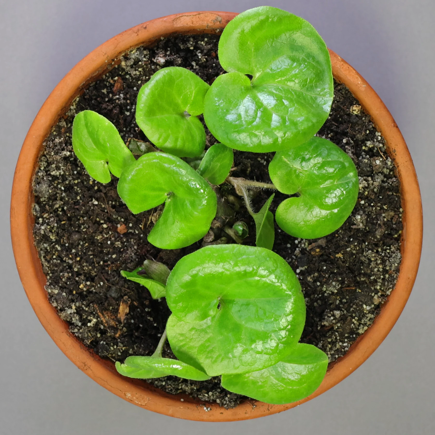 Haselwurz als Balkonpflanze