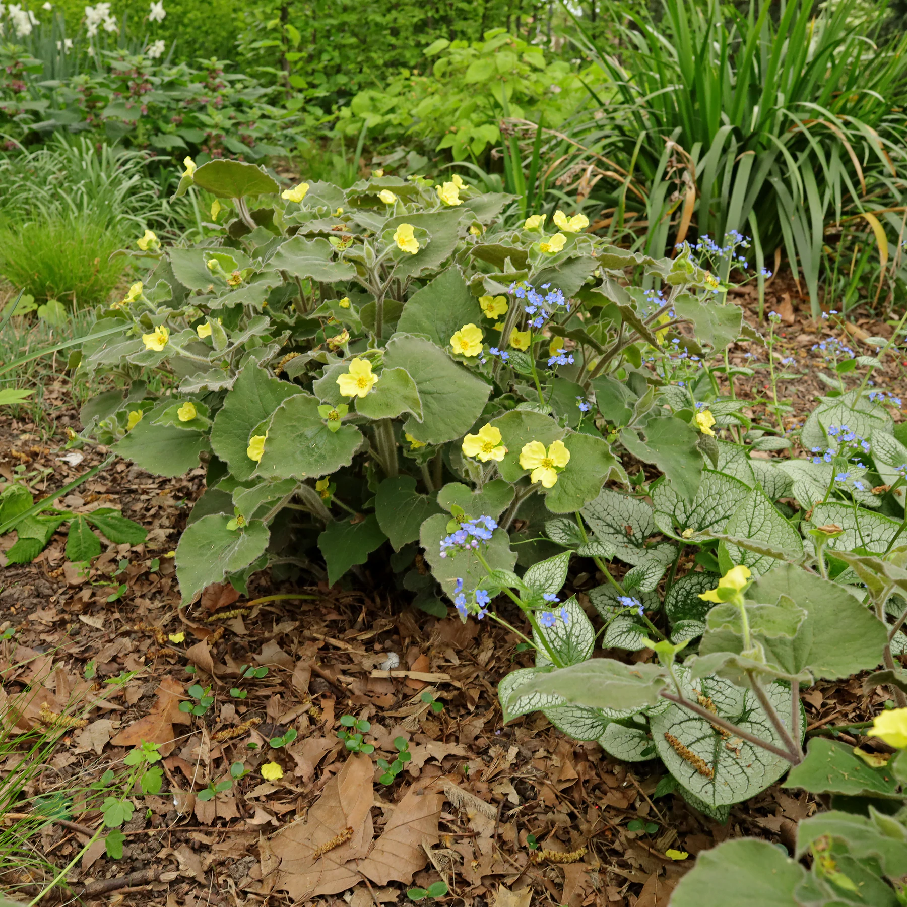 Herzblattwurz Saruma henryi