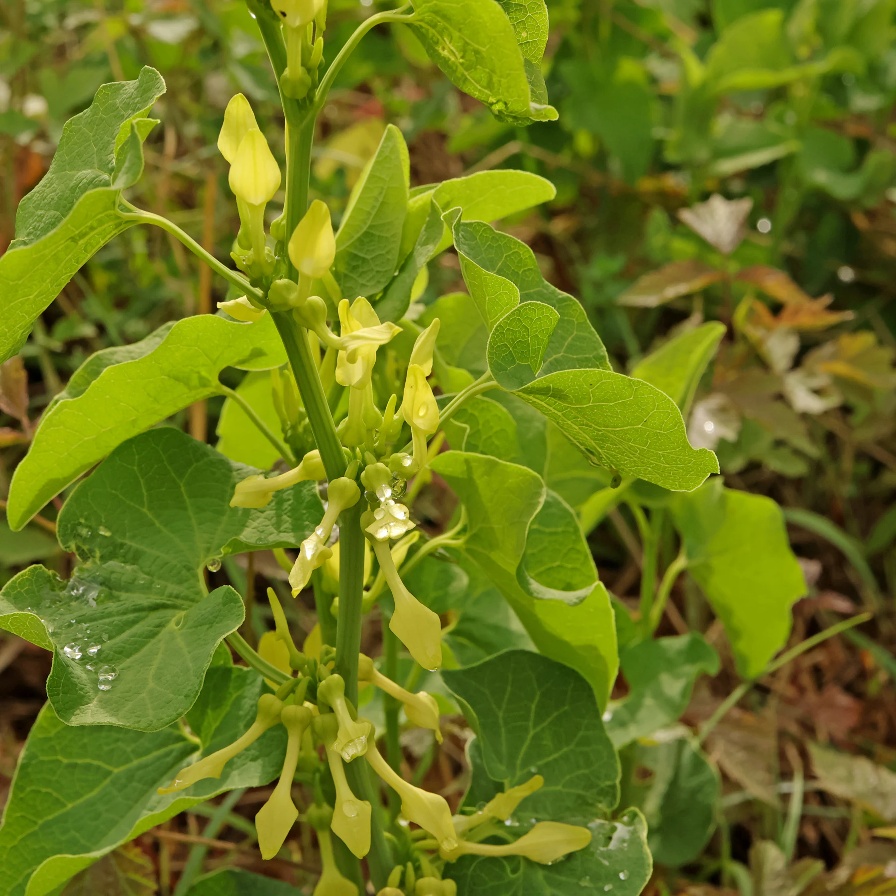 Osterluzei Aristolochia clematitis
