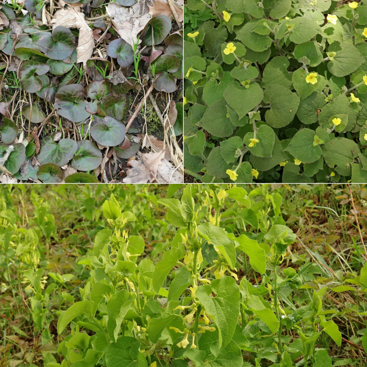 Osterluzeigewächse Aristolochiaceae