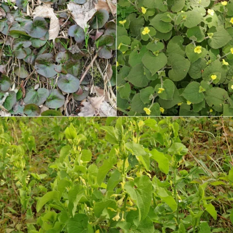 Osterluzeigewächse Aristolochiaceae